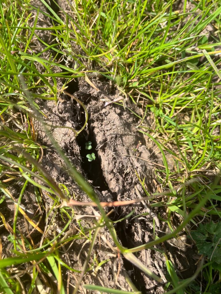 Open inverted T-slot in the soil created by a Simtech direct drill.